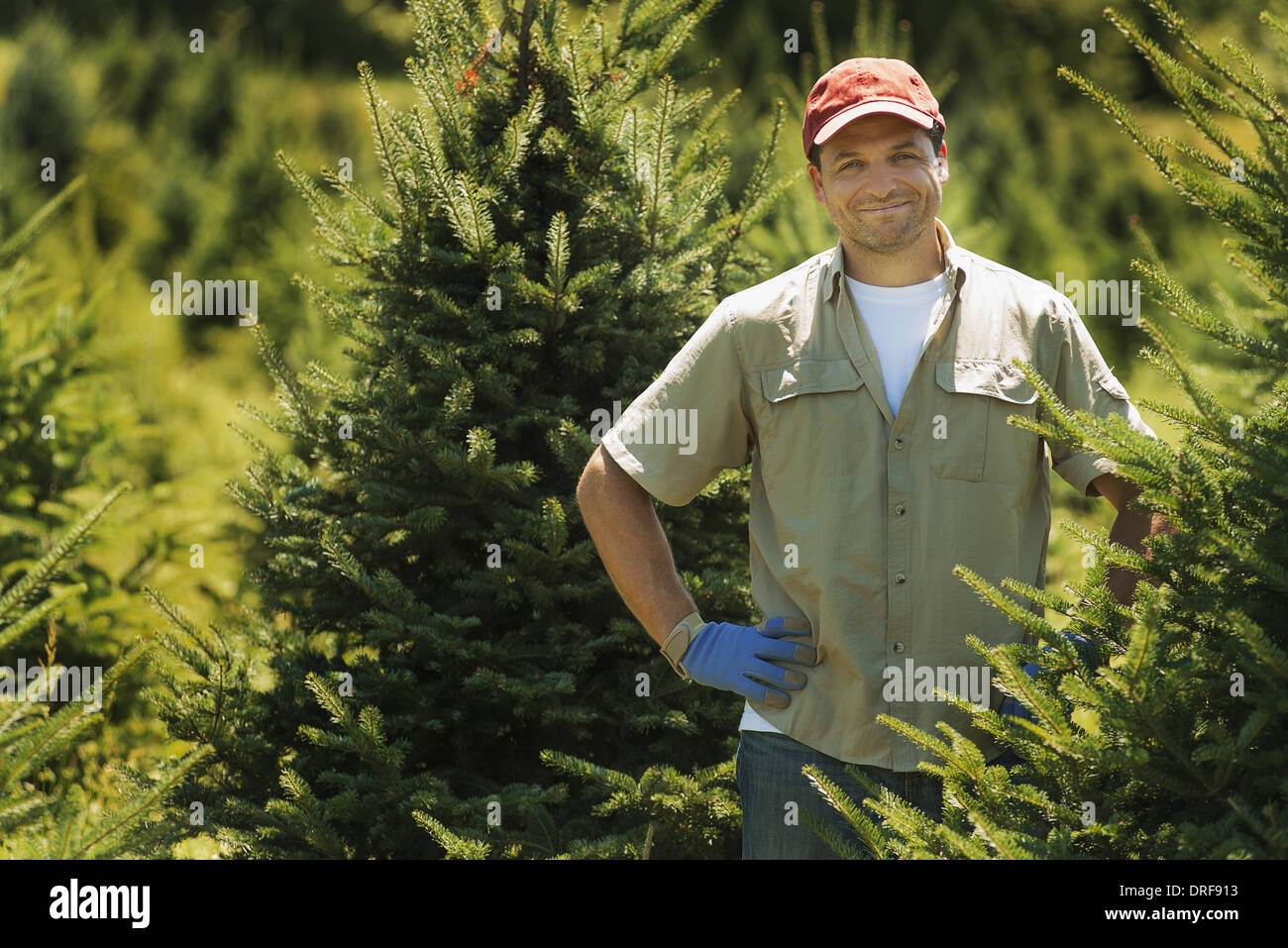 New York state USA man protective gloves pruning crop of conifers Stock Photo