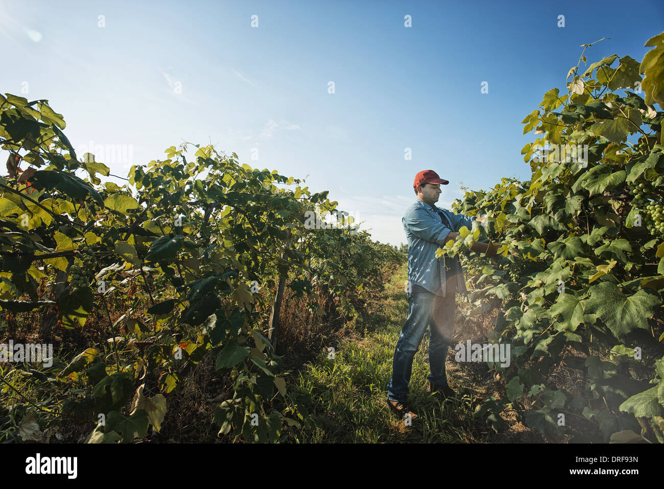 New York state USA man grape vines vineyard pruning tying shoots in Stock Photo