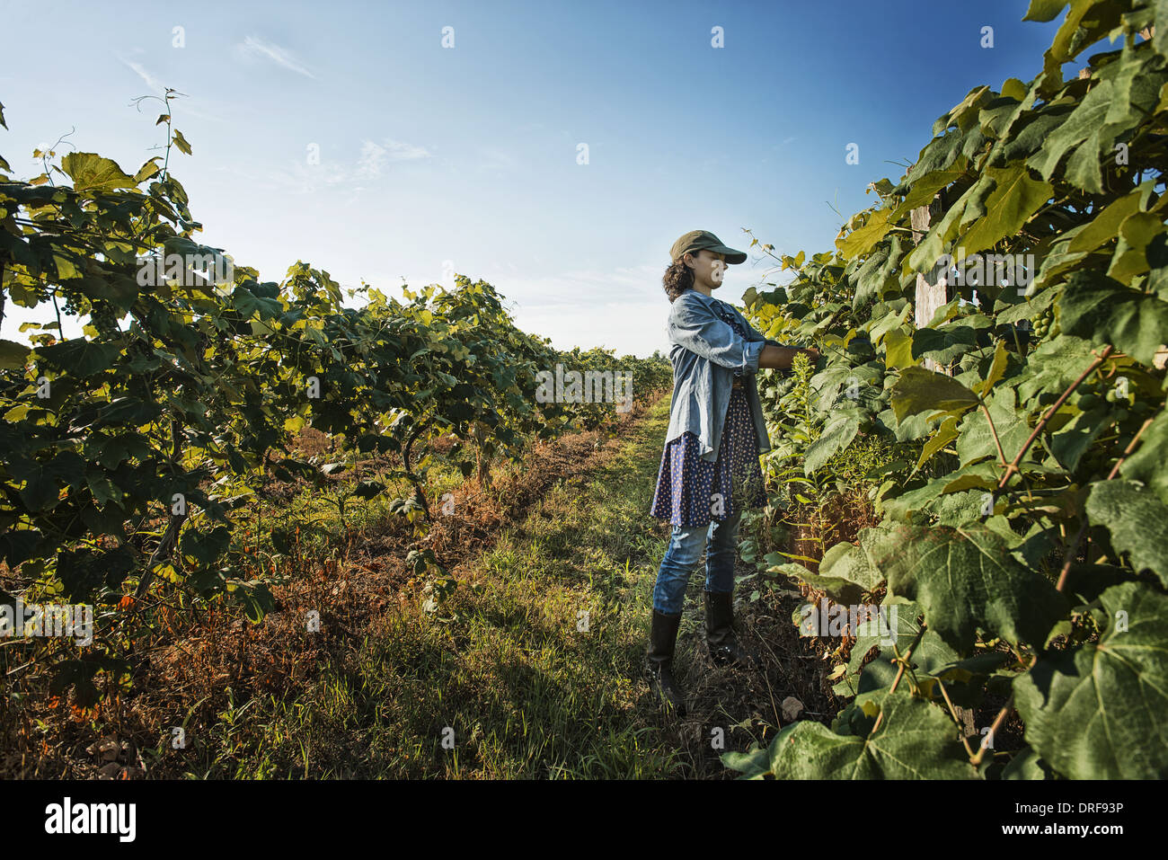 New York state USA woman tending grape vines tying shoots in Stock ...