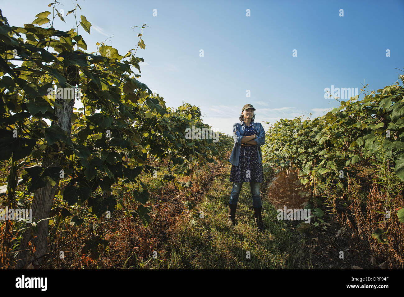 New York state USA woman tending grape vines tying shoots in Stock ...