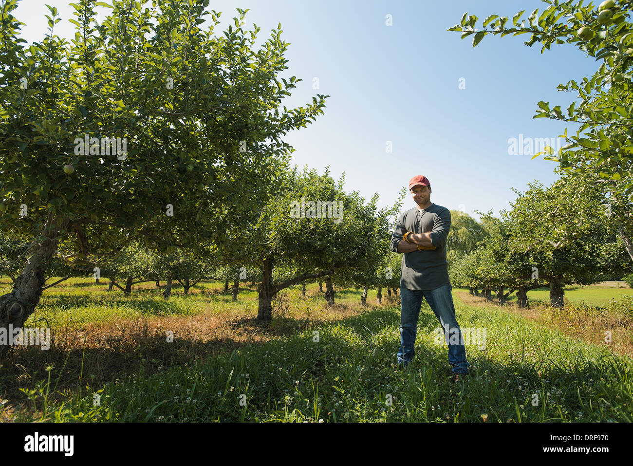 New York state USA man picking apples in an orchard Stock Photo Alamy
