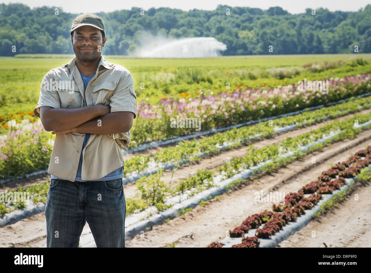 New York state USA man with arms folded fresh salad vegetable crops Stock Photo