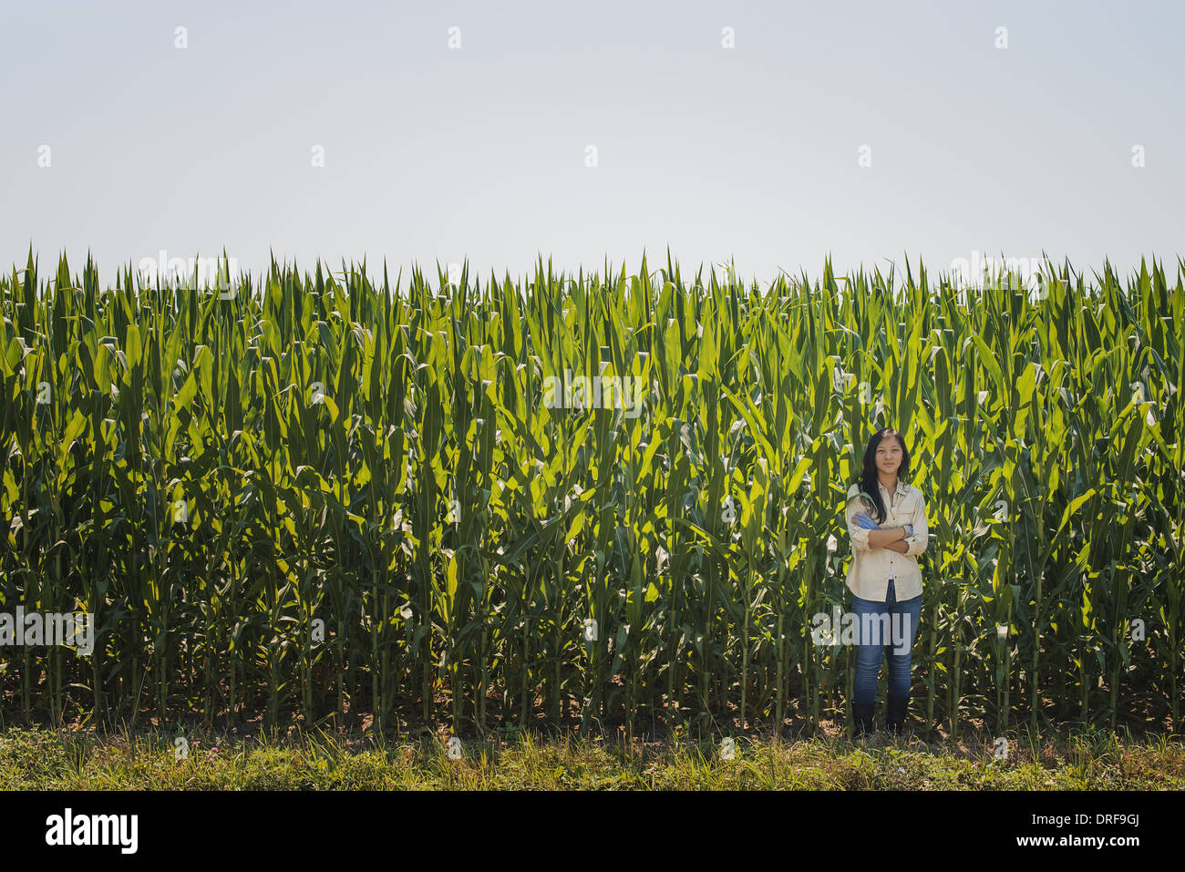 Corn crop hires stock photography and images Alamy