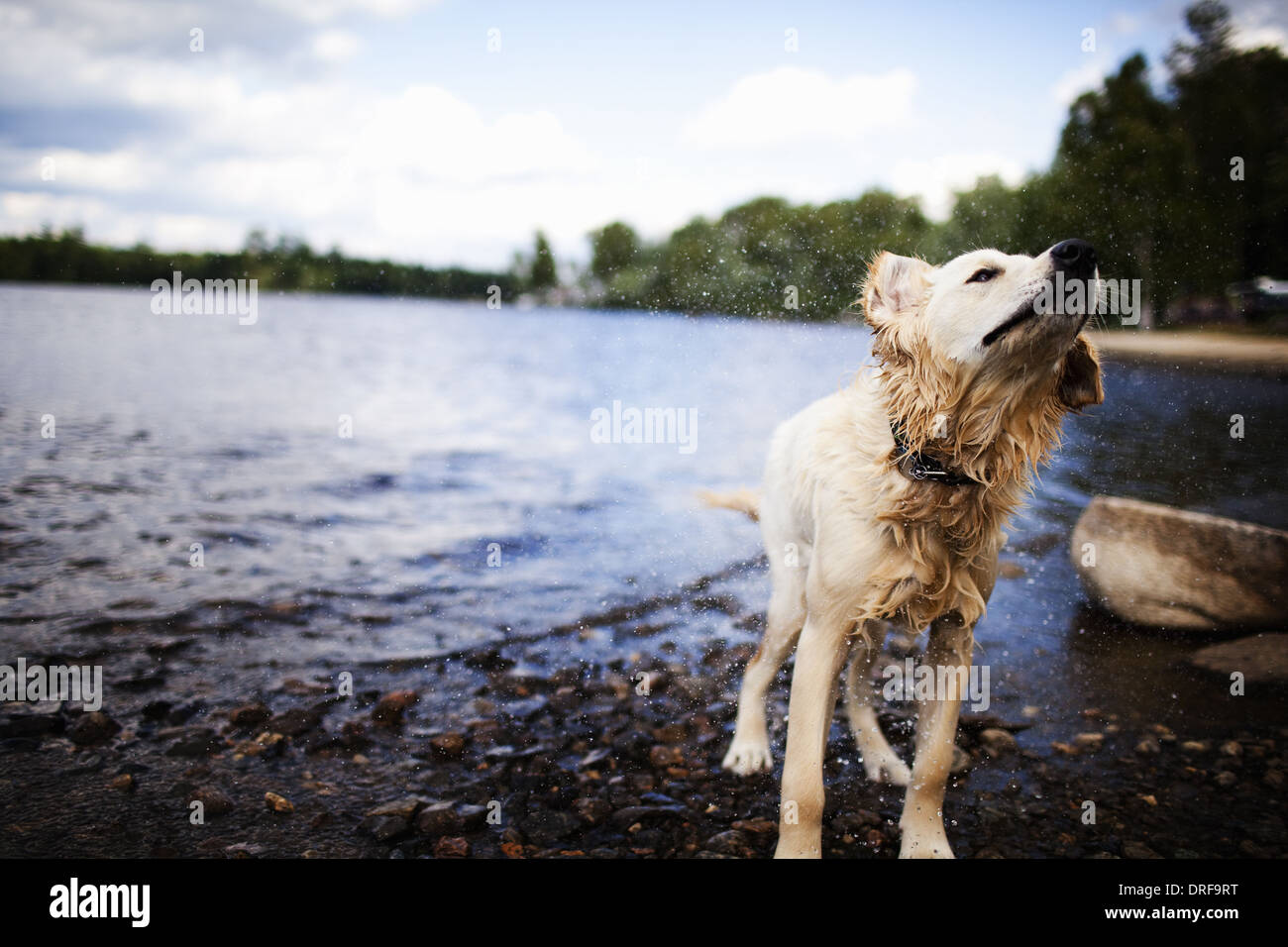 USA wet dog with long hair family pet shaking itself Stock Photo