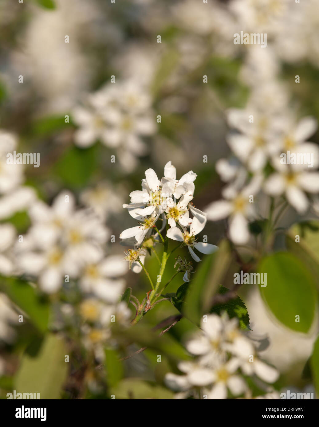 Bird Cherry flowers in early summer Stock Photo