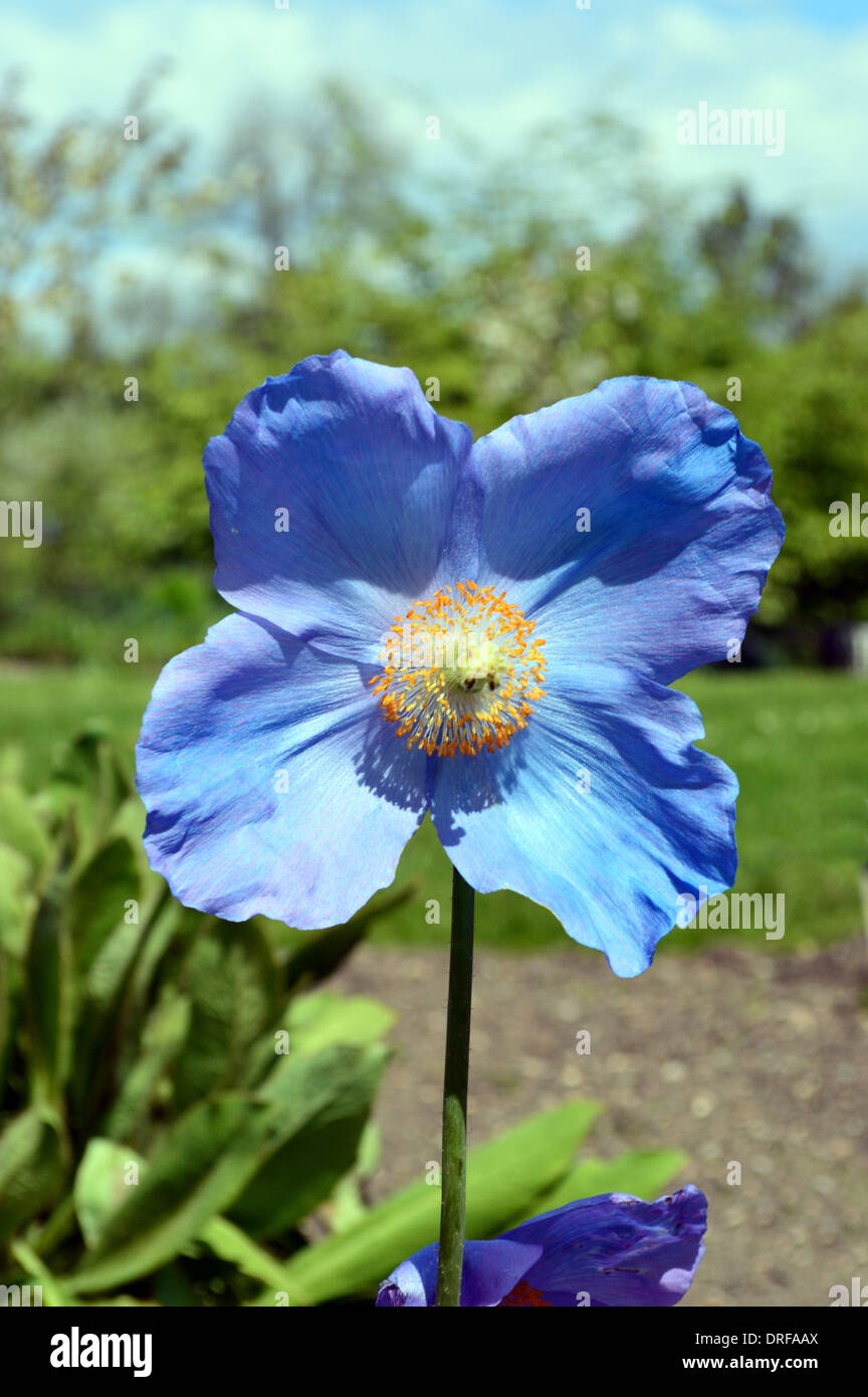 The Big Blue Poppy (Meconopsis) grown at the RHS Garden Harlow Carr, Harrogate, Yorkshire. Stock Photo