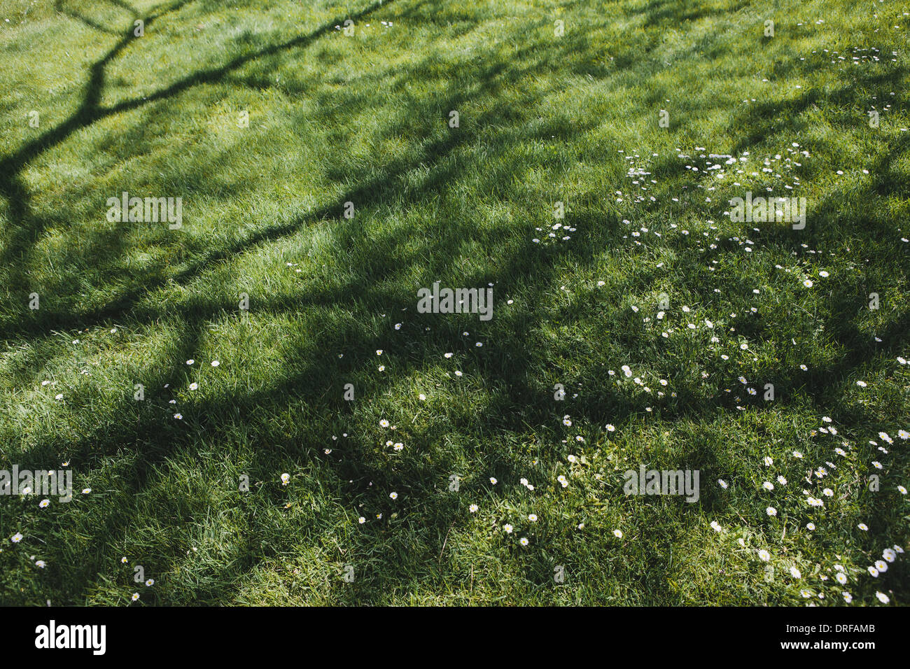 Washington state USA Lush green grass of lawn providing cool shade Stock Photo