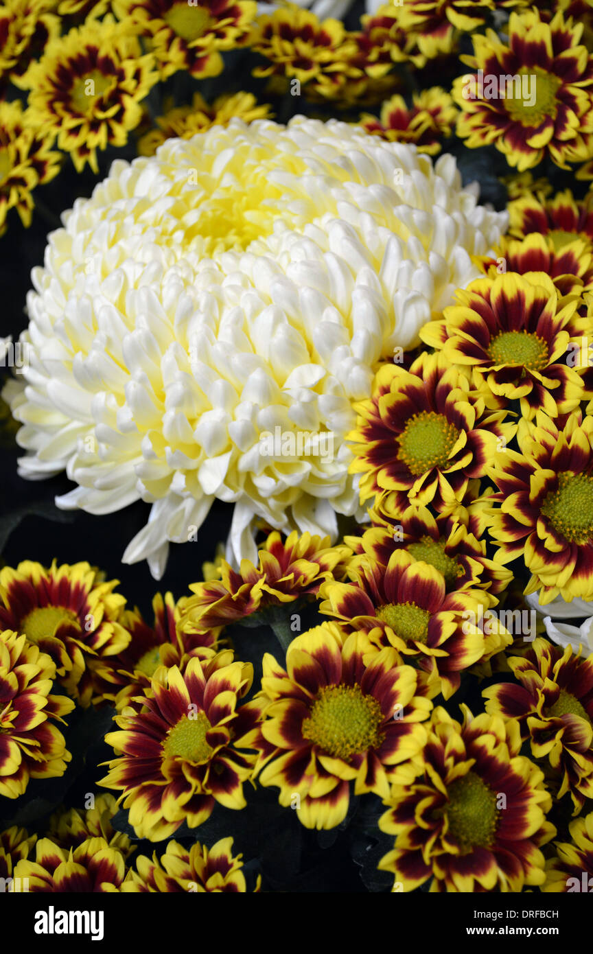 A Single White Pompom Chrysanthemum set in amongst a Display of Daisy Chrysanthemums at the Harrogate Autumn Flower Show Stock Photo