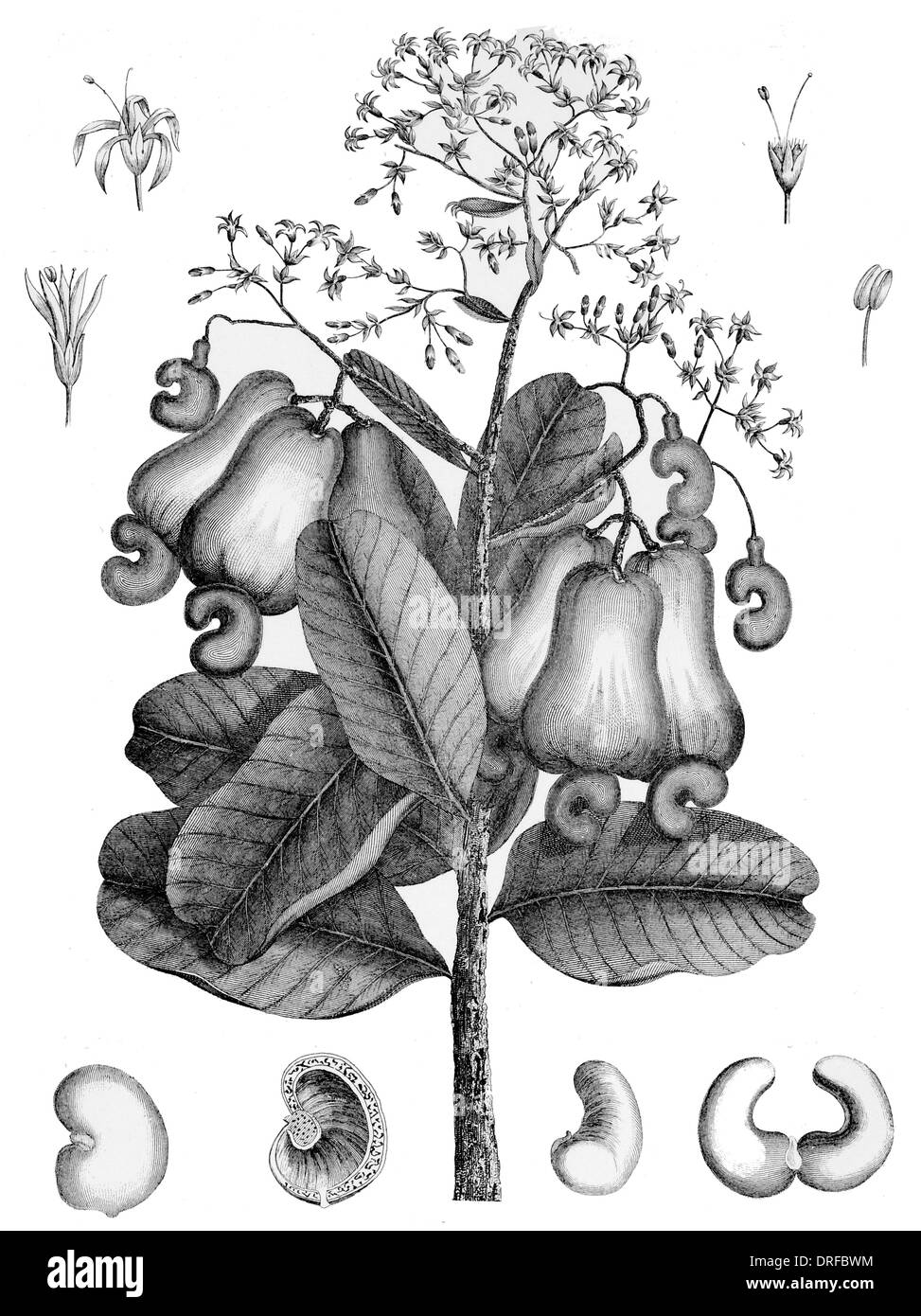 Anacardium Occidentale. Cashew Nut Tree Stock Photo
