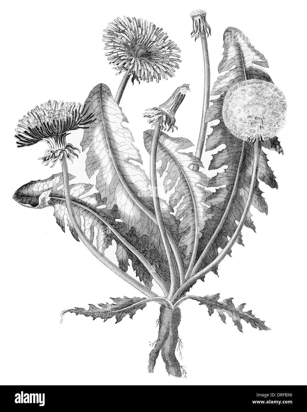Leontodon Taraxacum. Common Dandelion Stock Photo