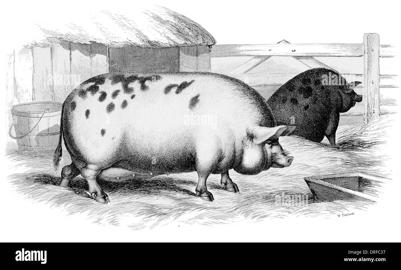 Sow of the large English Pig breed  circa 1880 Stock Photo