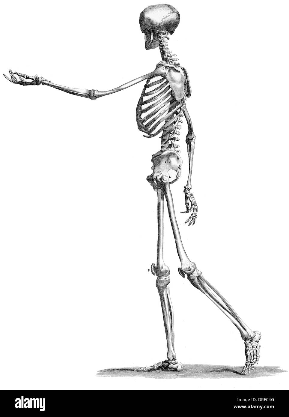 side view standing skeleton of human body Stock Photo