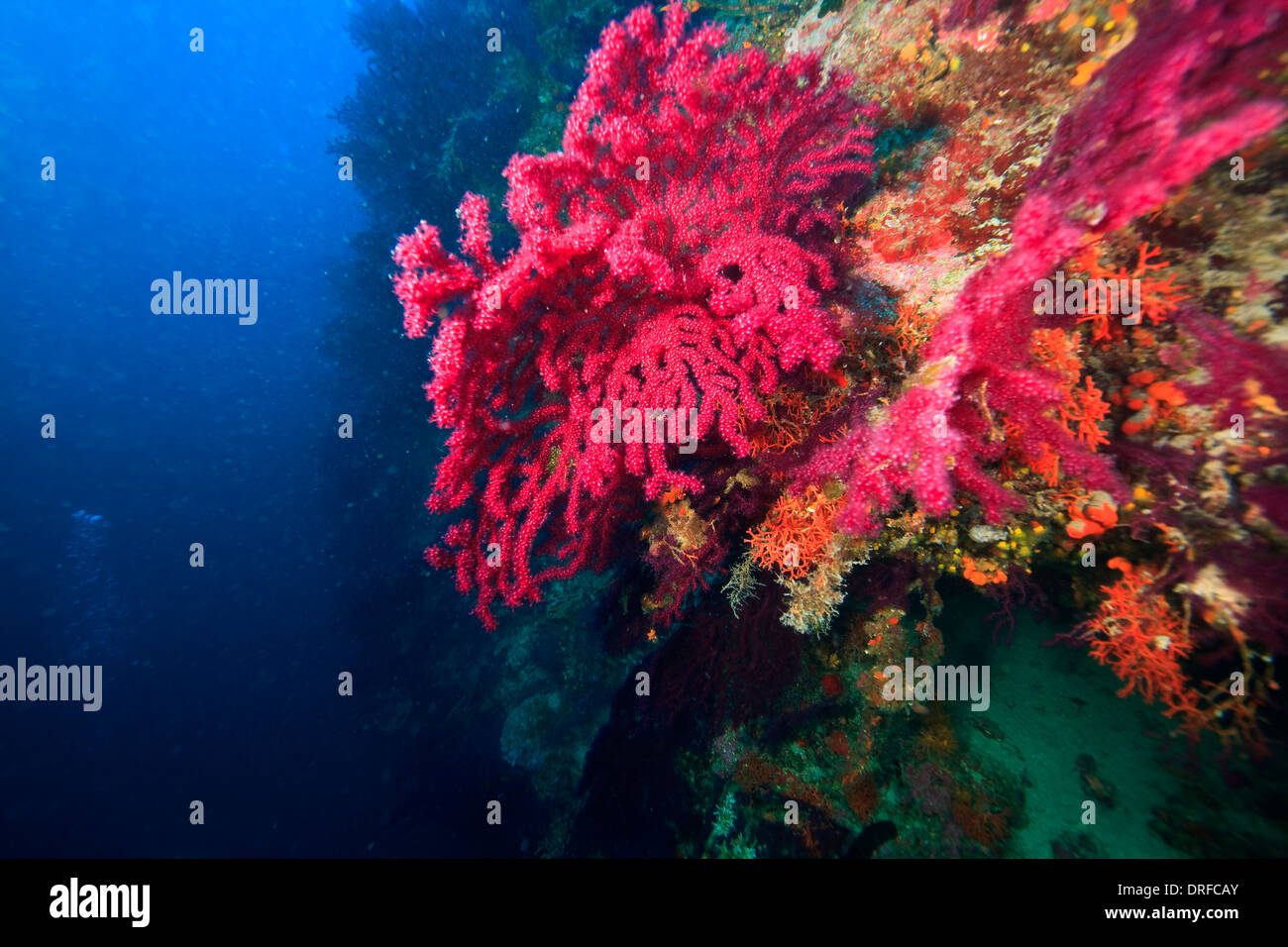 Red gorgonian sea fan, Adriatic Sea, Croatia, Europe Stock Photo