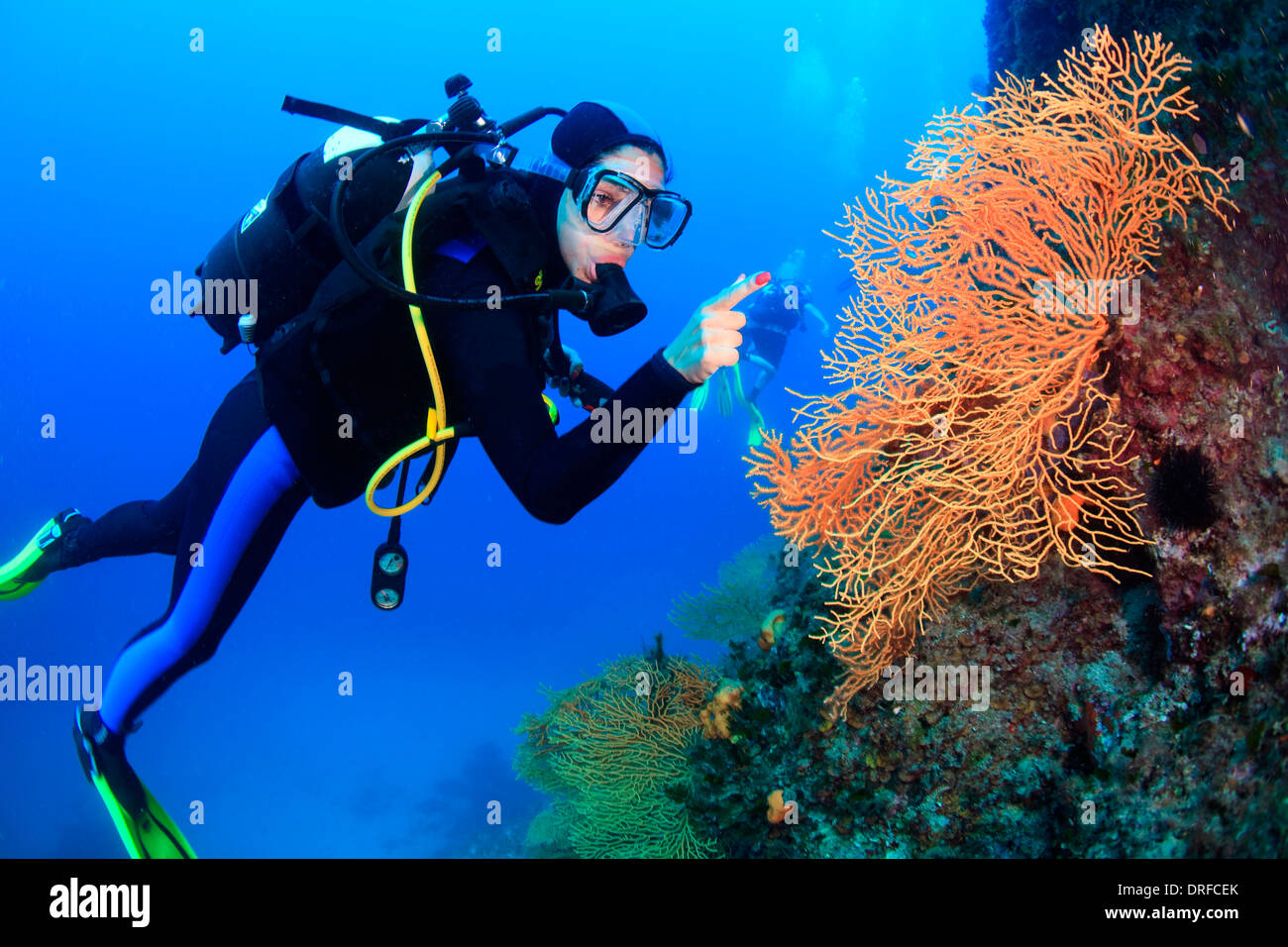 Diving, Sea Fan, Adriatic Sea, Croatia, Europe Stock Photo