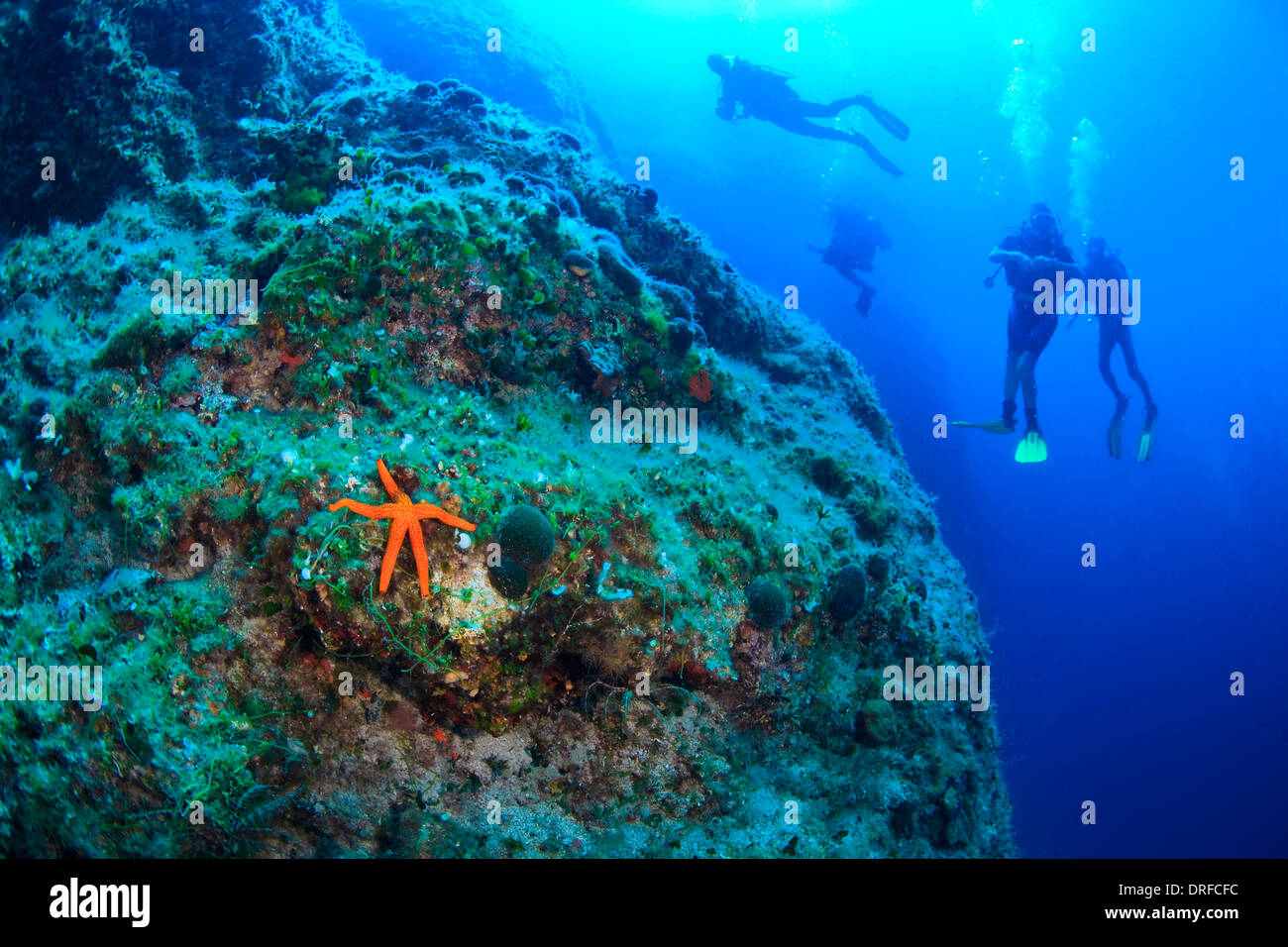 Scuba Diving, Men, Group, Red Sea Star, Reef Stock Photo