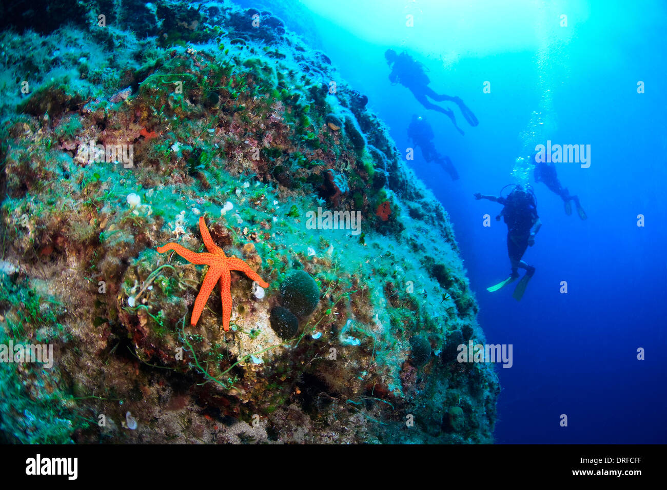 Scuba Diving, Men, Group, Red Sea Star, Reef Stock Photo