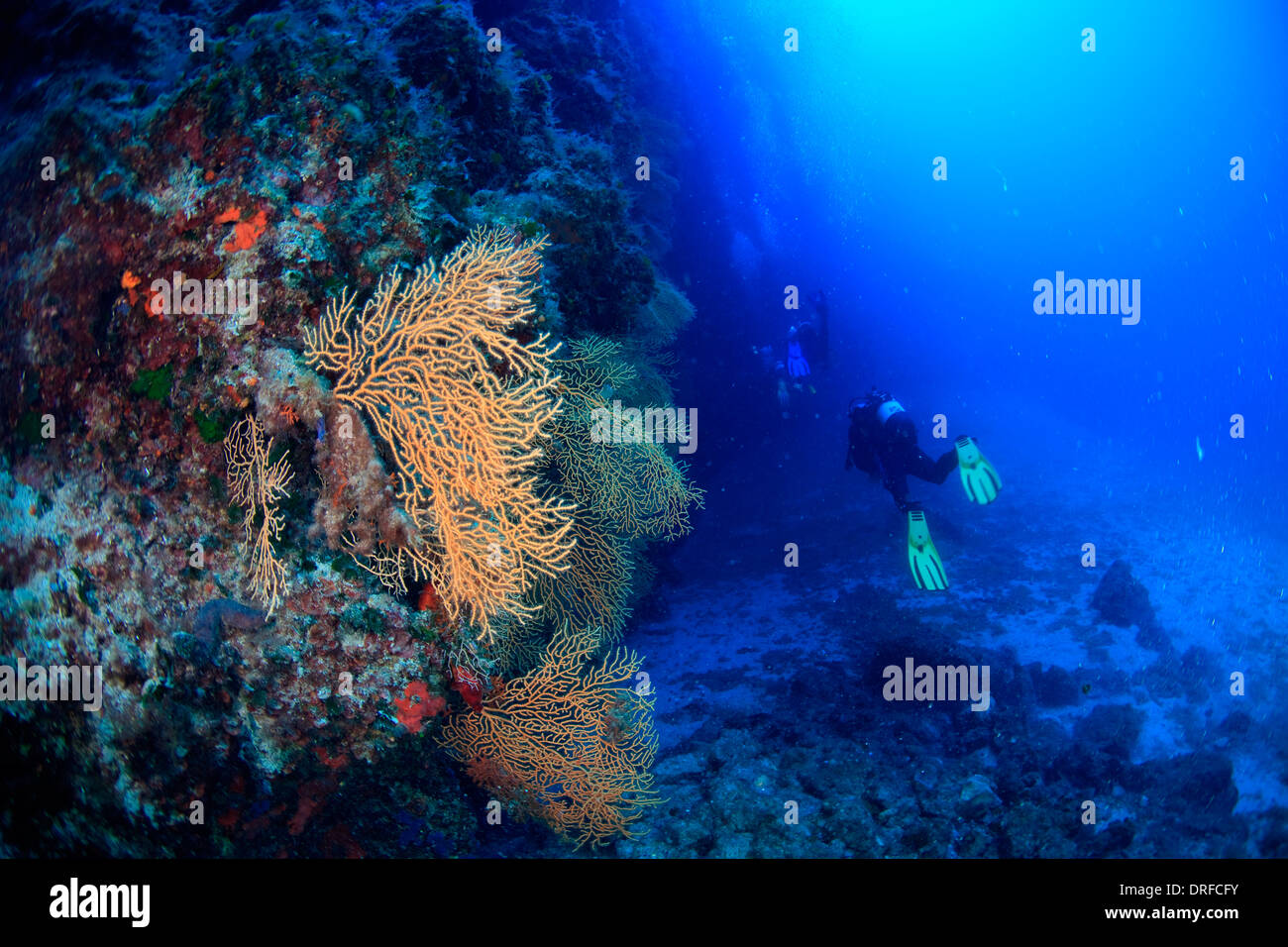 Diving, Sea Fan, Adriatic Sea, Croatia, Europa Stock Photo