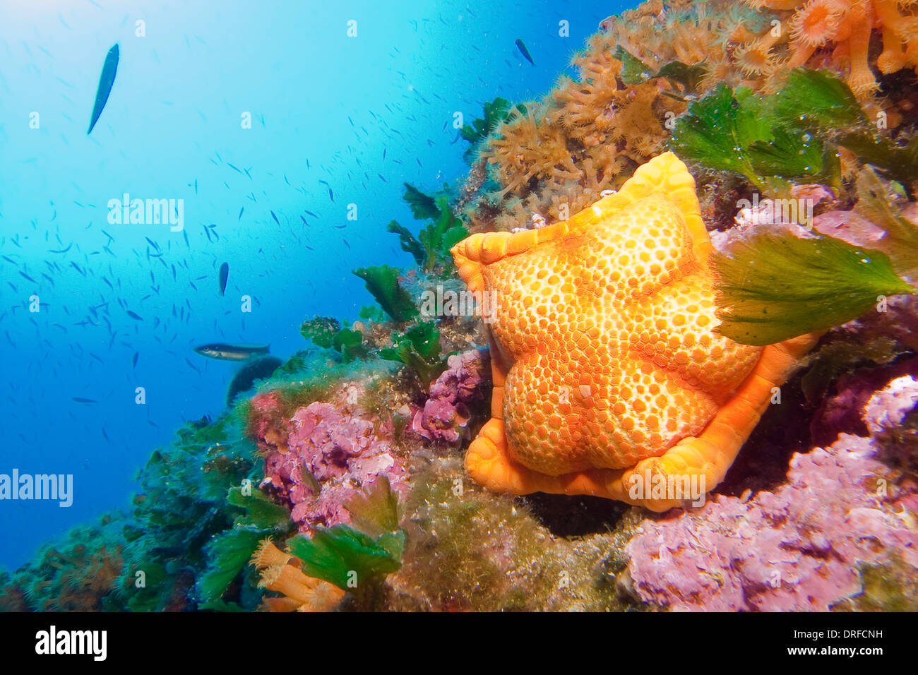 Biscuit Sea Star, Adriatic Sea, Croatia, Europe Stock Photo