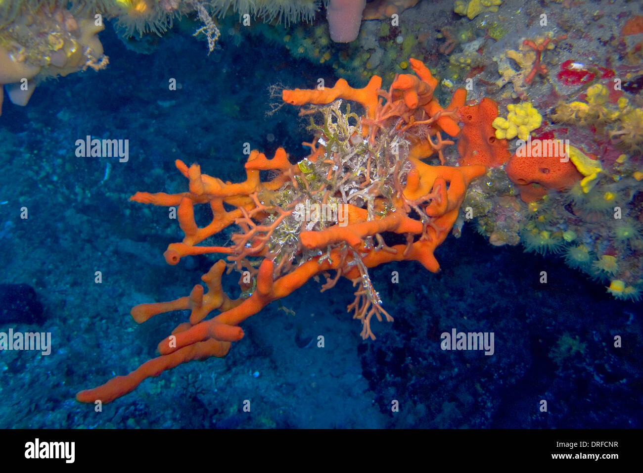 Orange colored hi-res stock photography and images - Alamy