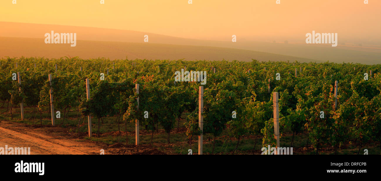 Baranja vineyard hi-res stock photography and images - Alamy