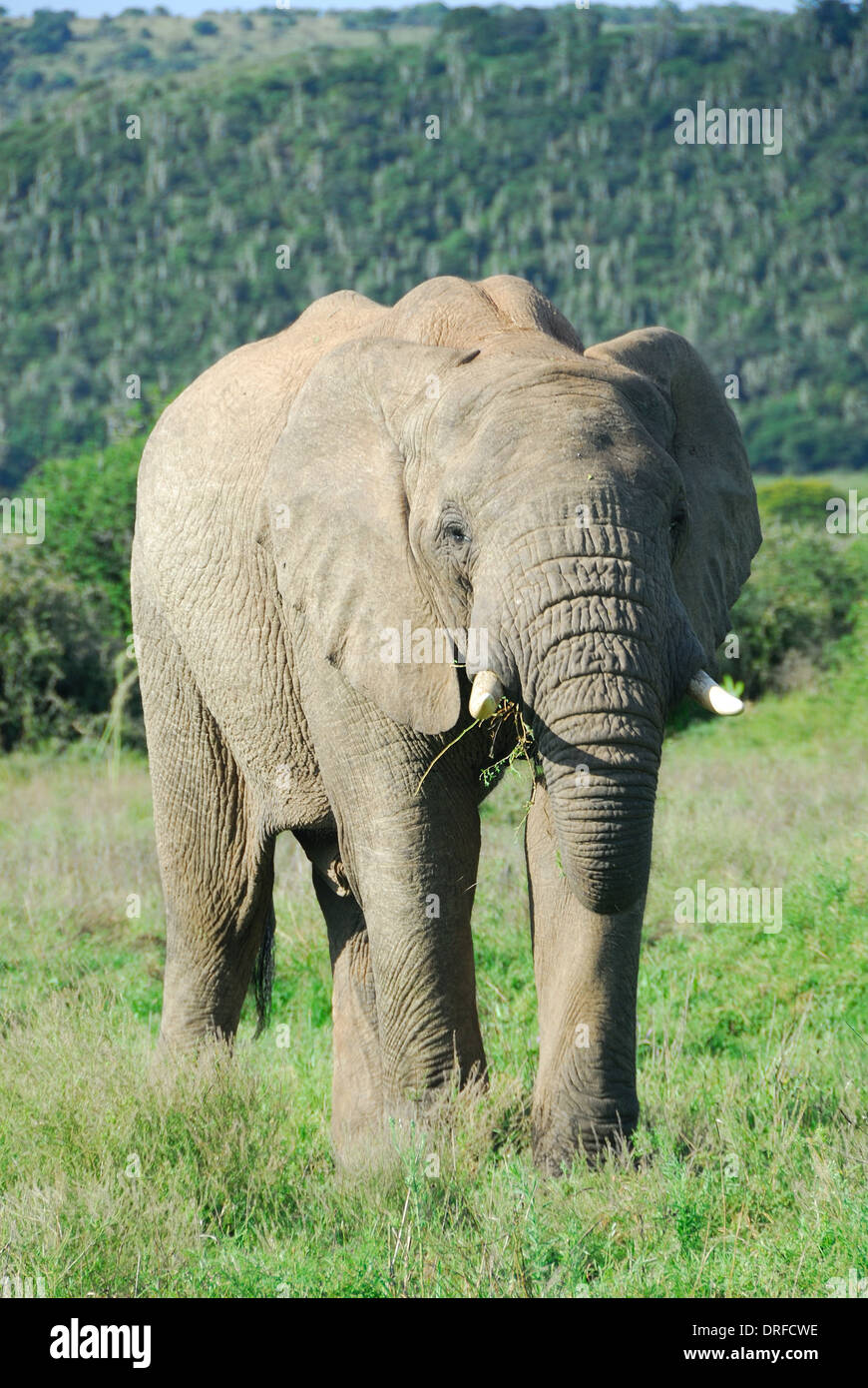 Young bull elephant feeding in a game park Stock Photo