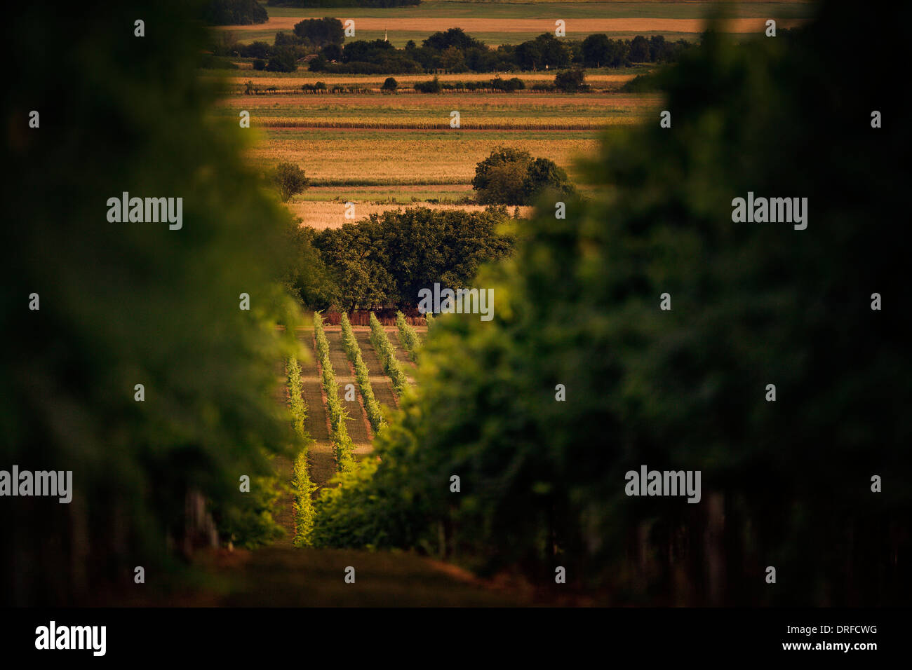 Baranja vineyard hi-res stock photography and images - Alamy