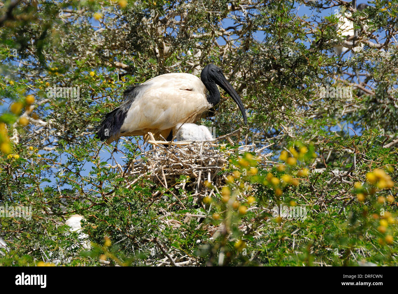 Sacred Ibis bird, standing over  her chick, in the nest. Stock Photo