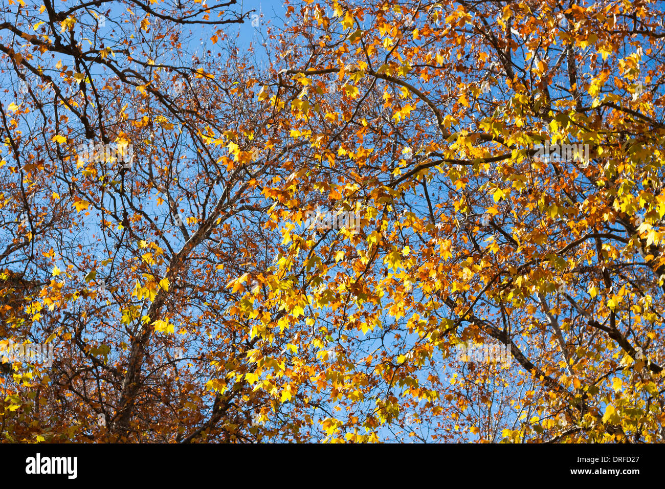 Colorful autumn treetop background Stock Photo