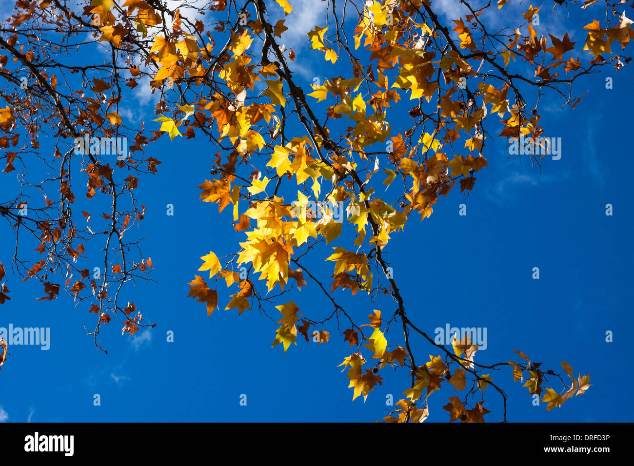 Colorful autumn branch over bright blue sky Stock Photo