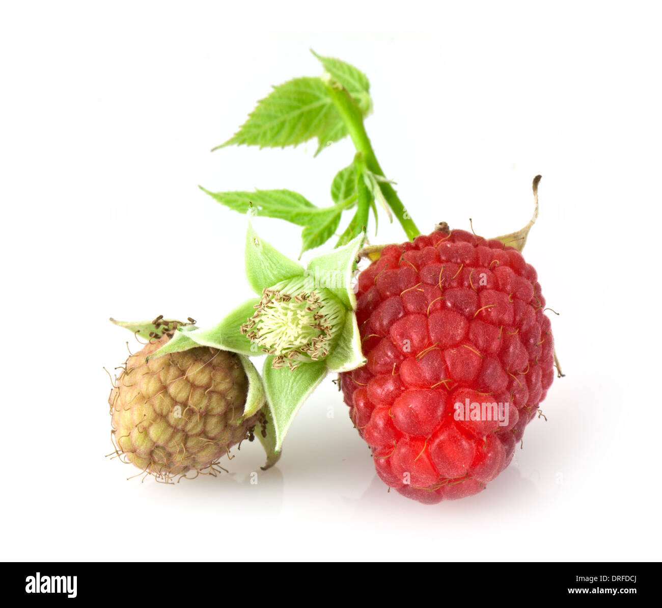 Raspberry Flower High Resolution Stock Photography and Images Alamy