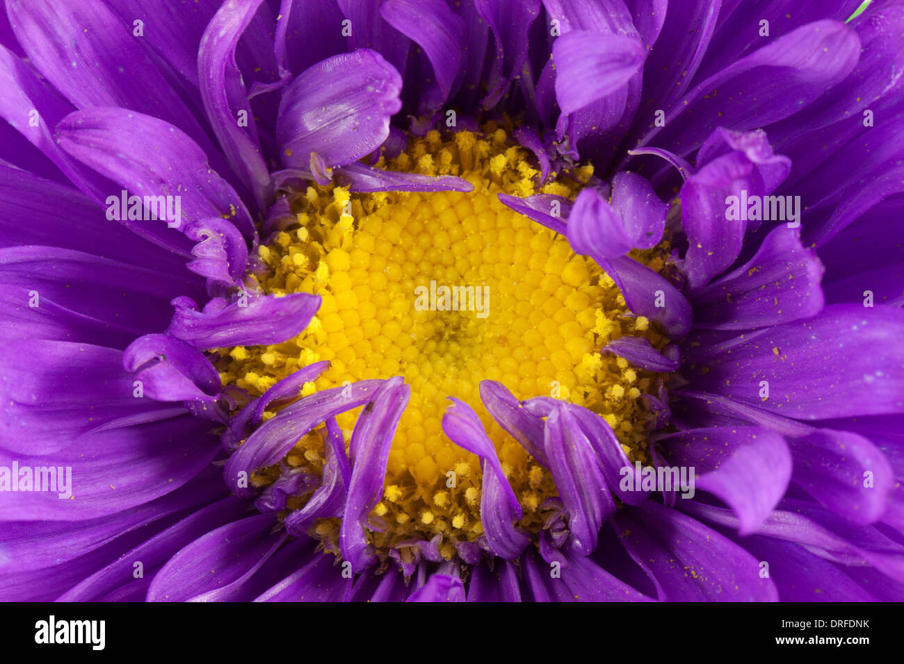 White flower with purple center hi-res stock photography and images - Alamy