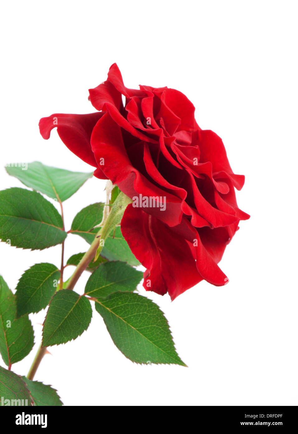 Red rose isolated on white background Stock Photo - Alamy