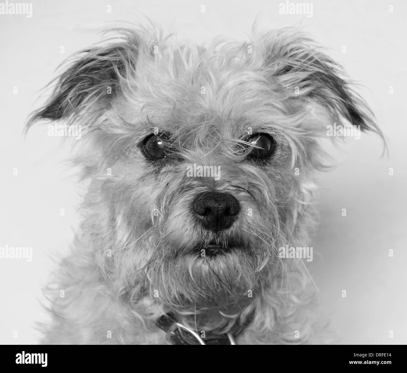 Norfolk Terrier Black And White Stock Photos Images Alamy Norfolk Terrier Black And White Stock Photos Images Alamy