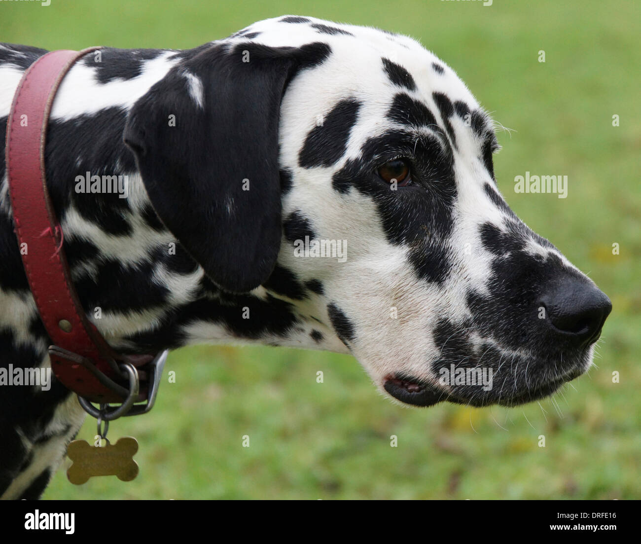 Side on view of a Dalmation Stock Photo