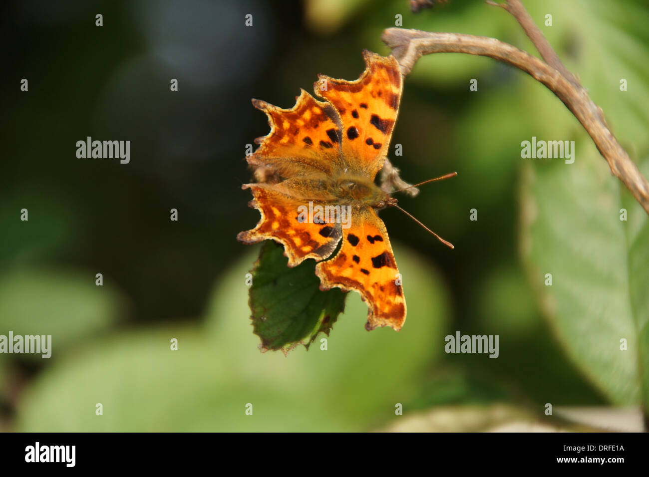 A Comma butterfly on a leaf taken during a walk in late summer 2013 Stock Photo