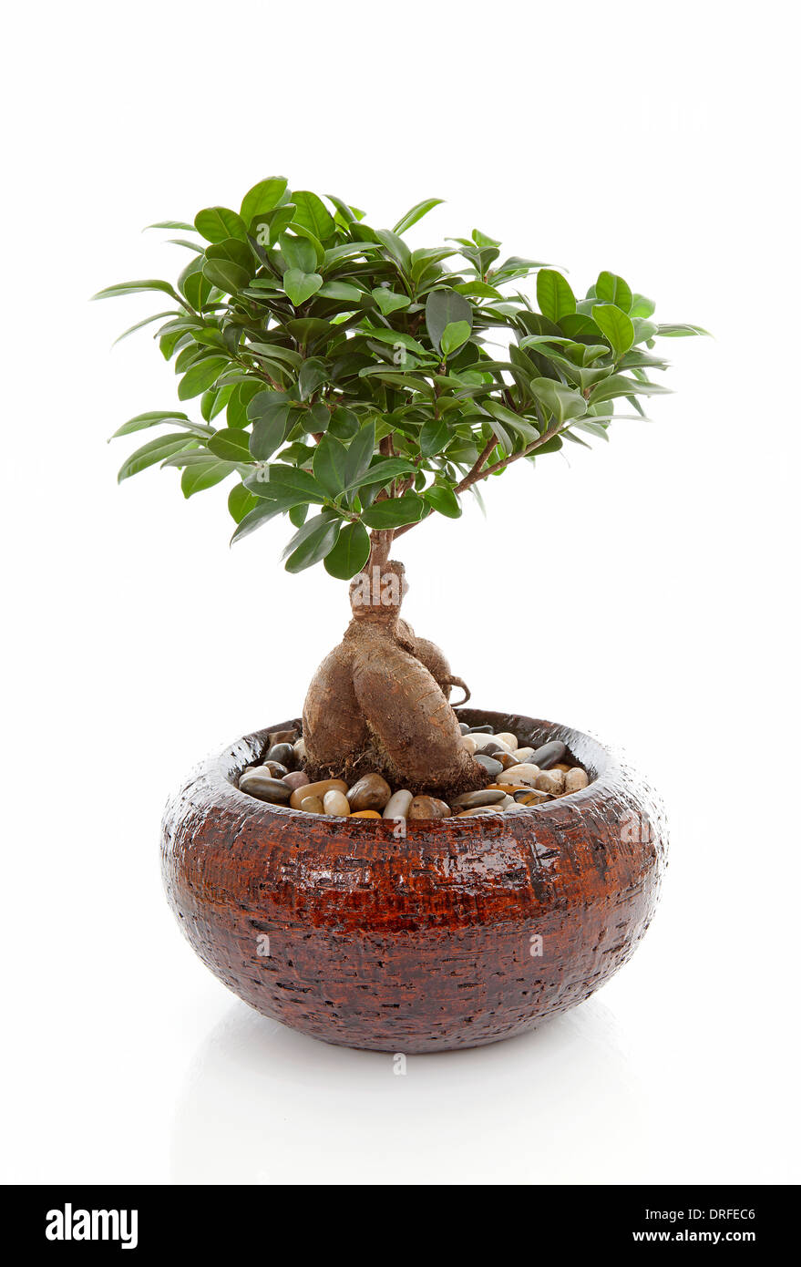 Ficus plant hires stock photography and images Alamy