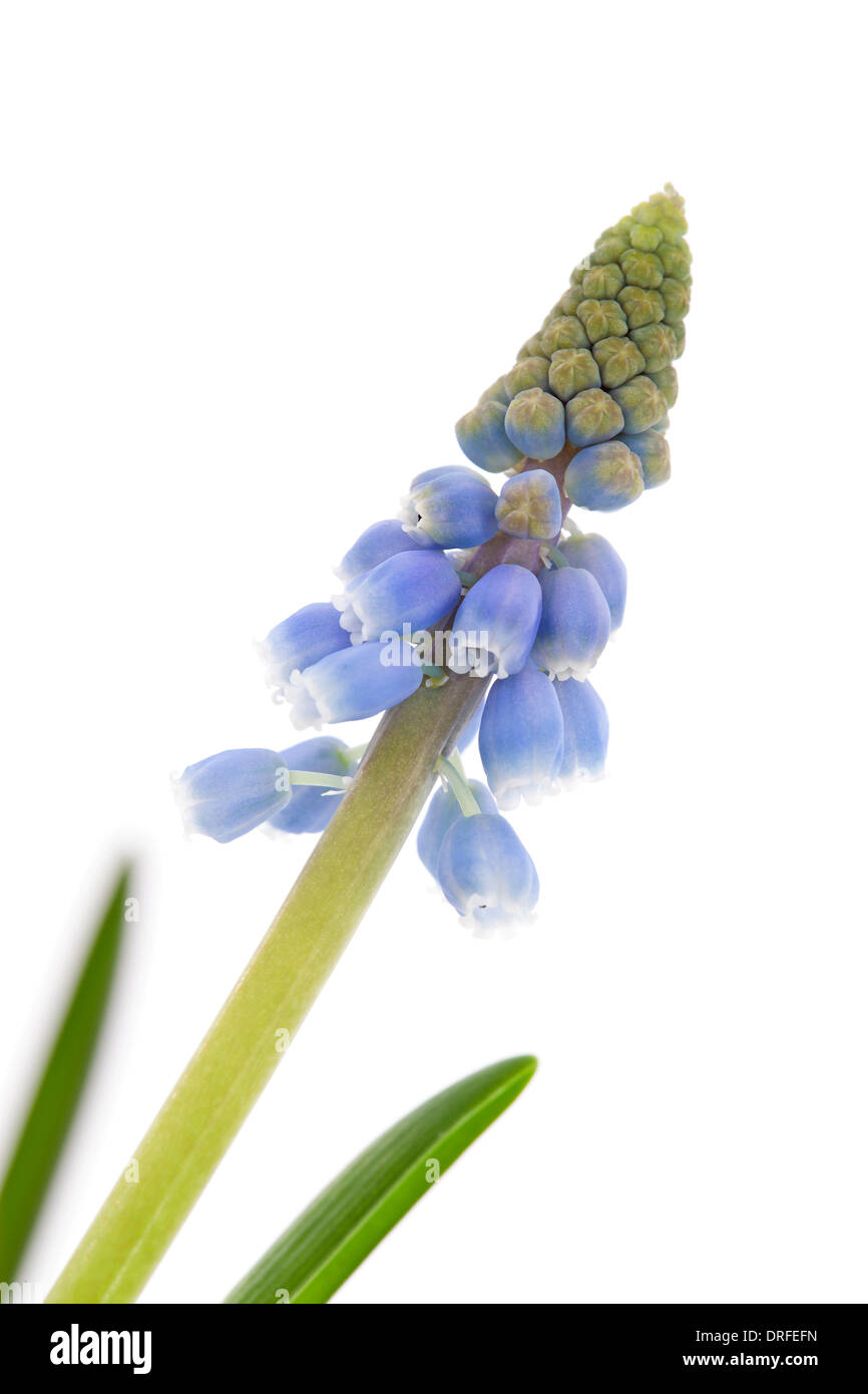 Muscari botryoides flower also known as blue grape hyacinth in closeup over white background Stock Photo
