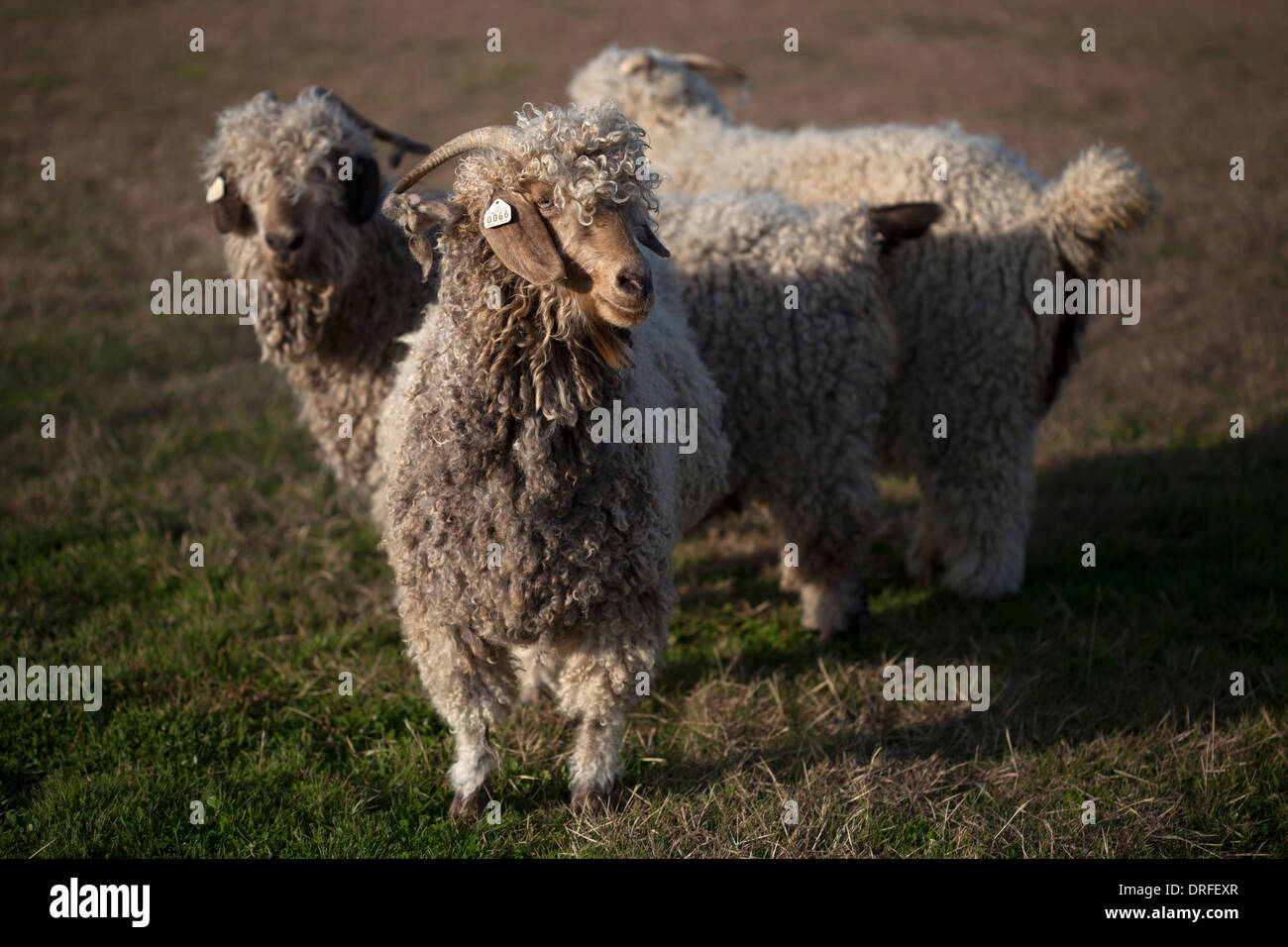 Angora goats in Fairy Tale Farm in Waxahachie,Texas, United States