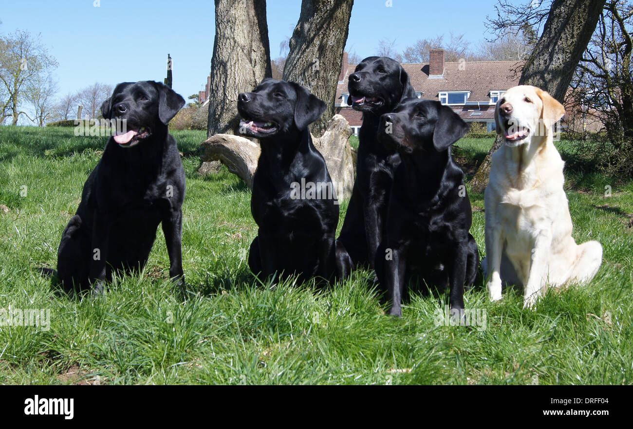 A group of Black and Yellow Labrador gundogs sitting and waiting for their commands Stock Photo
