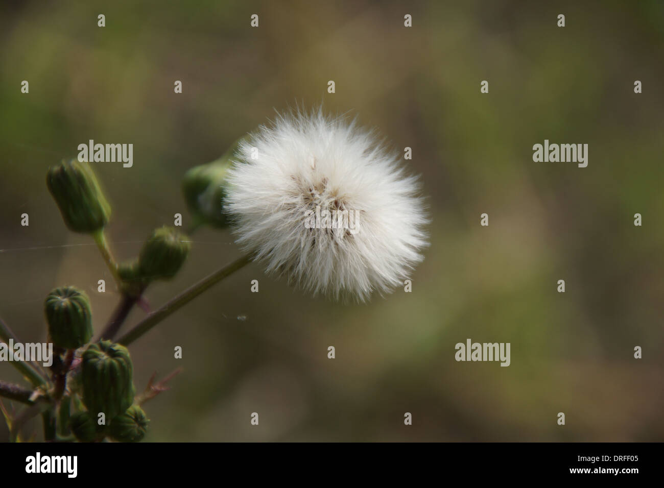 Close up photo of a Dandelion plant gone to seed.  Photo taken in early Autumn. Stock Photo