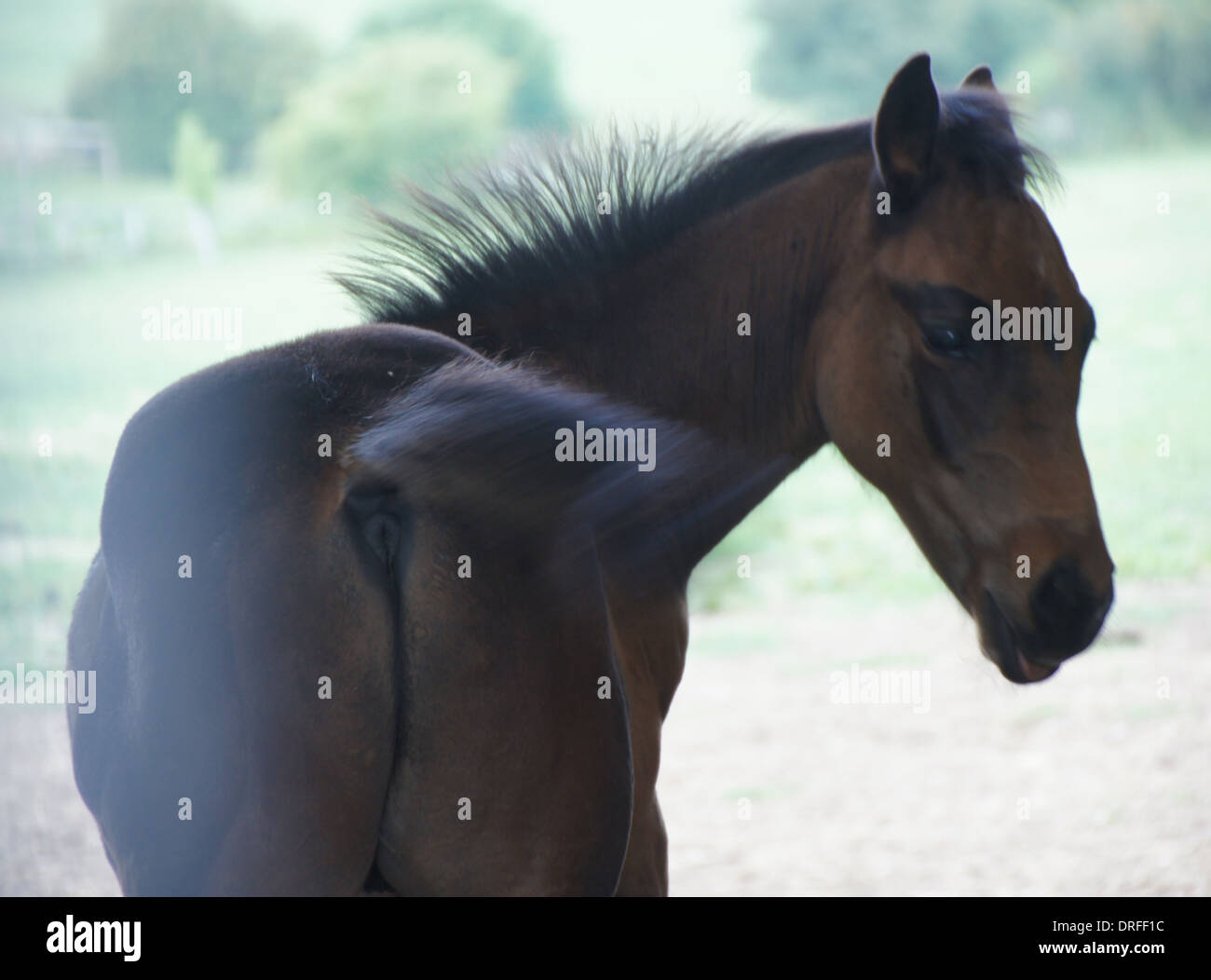 Two month old Thoroughbred foal Stock Photo
