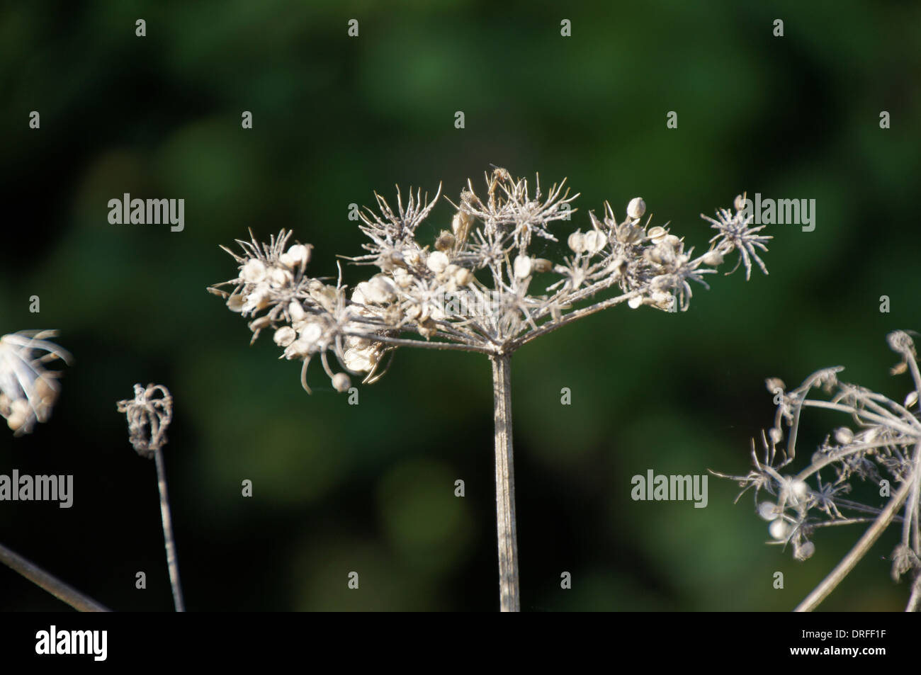 A photo of some Cow Parsley which has gone to seed.  Photo taken in early Autumn on Aperture Priority. Stock Photo