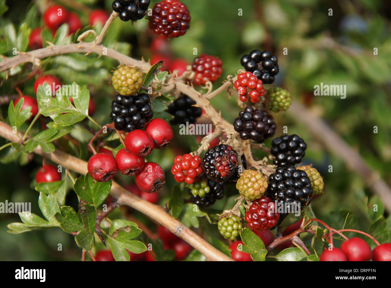 Display of mixed berries in the hedgerow during late summer Stock Photo