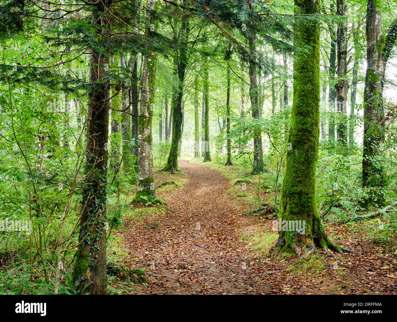 Path leading through dense green woodland at Hart Woods at Lanhydrock in Cornwall. Stock Photo