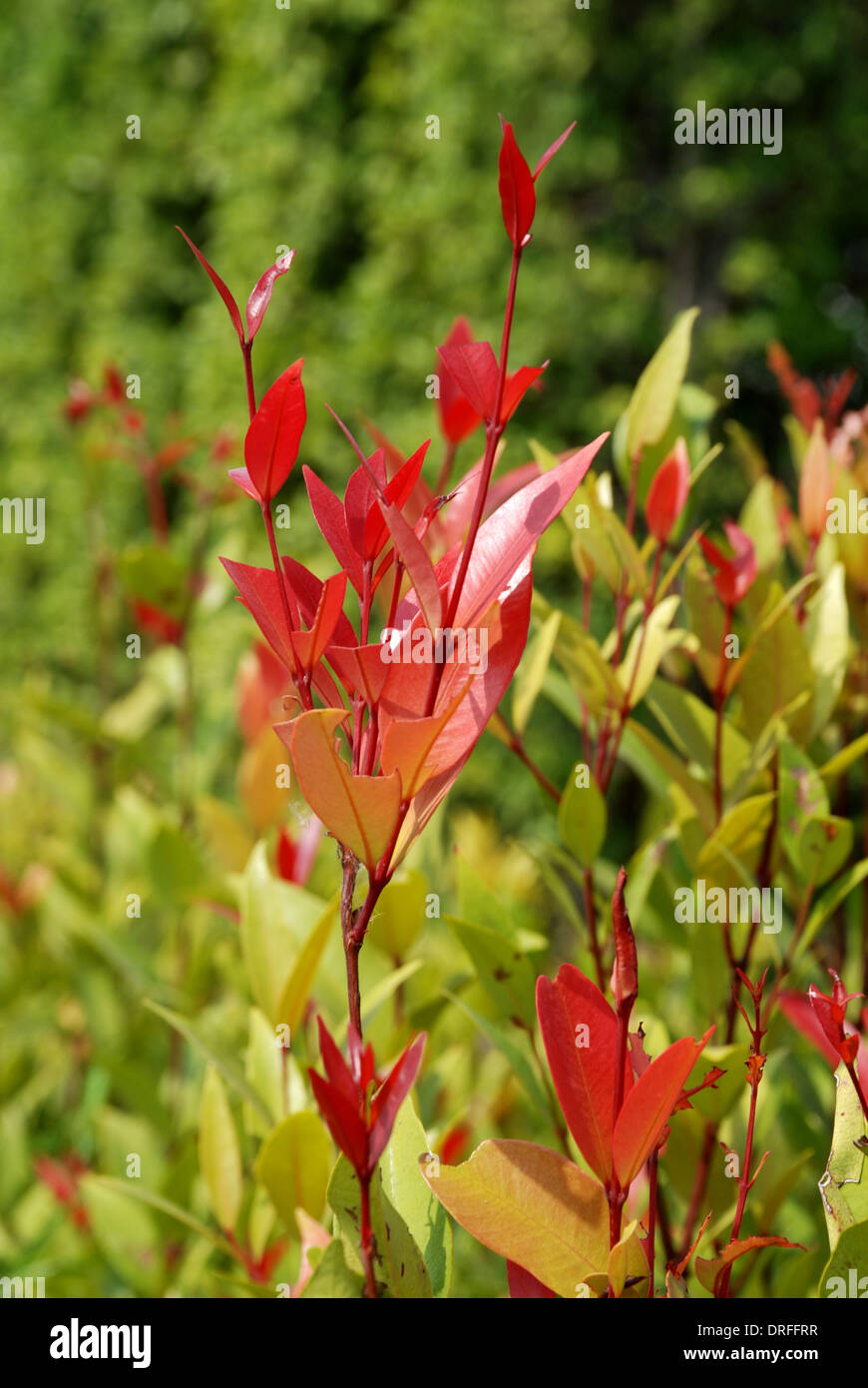 Christina tree The best tree for decoration in your garden Stock Photo