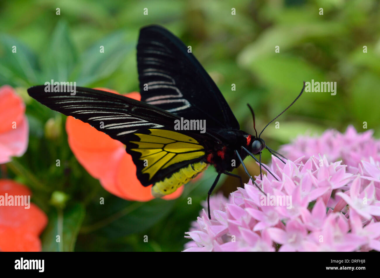 Colorful butterfly from within the butterfly conservatory, Key West