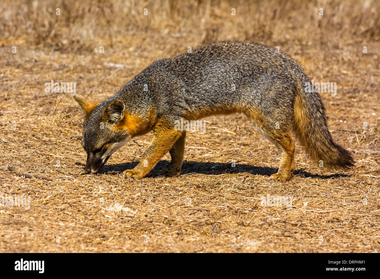 Short tailed fox hi res stock photography and images Alamy