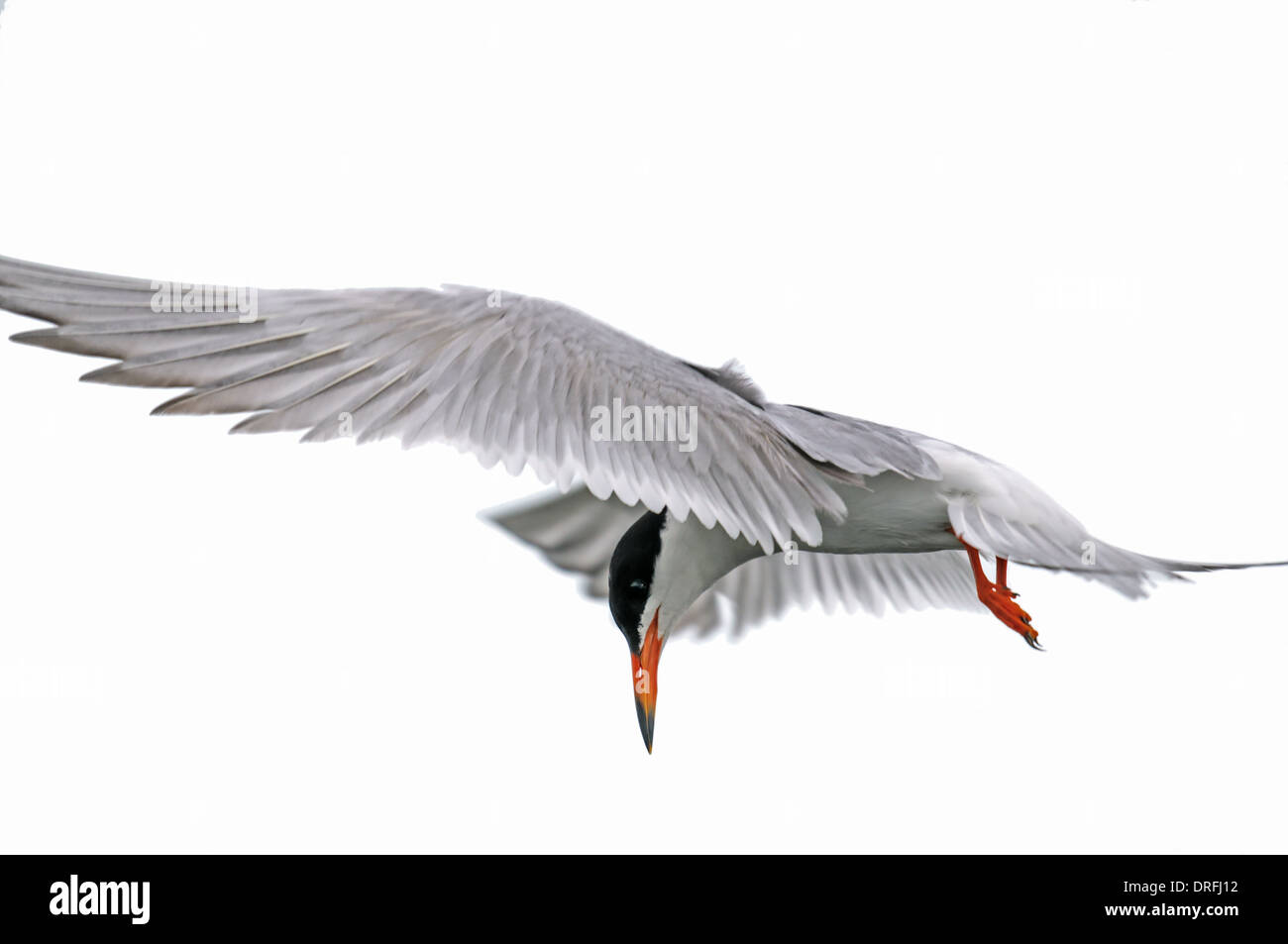 Common Tern hovering in flight over a prairie lake Stock Photo