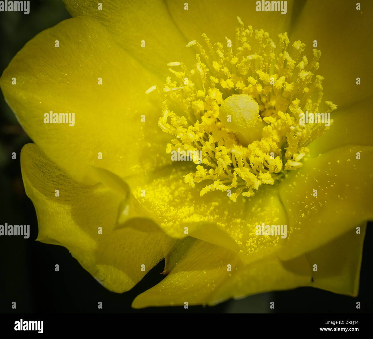 visible Pollen on the petals of a single yellow exotic flower. closeup Stock Photo
