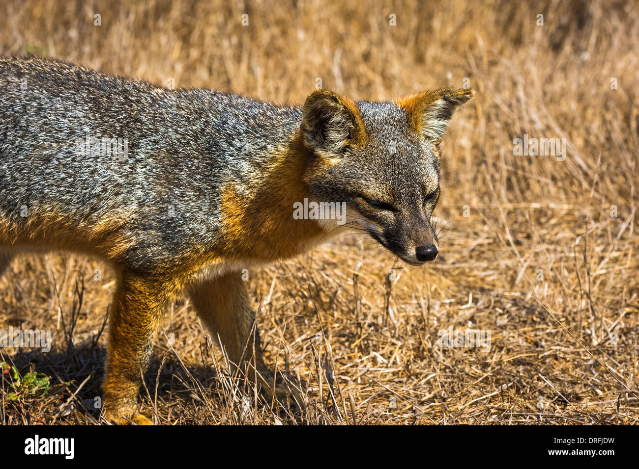 Island fox (Urocyon littoralis), Santa Cruz Island, Channel Islands National Park, California USA Stock Photo